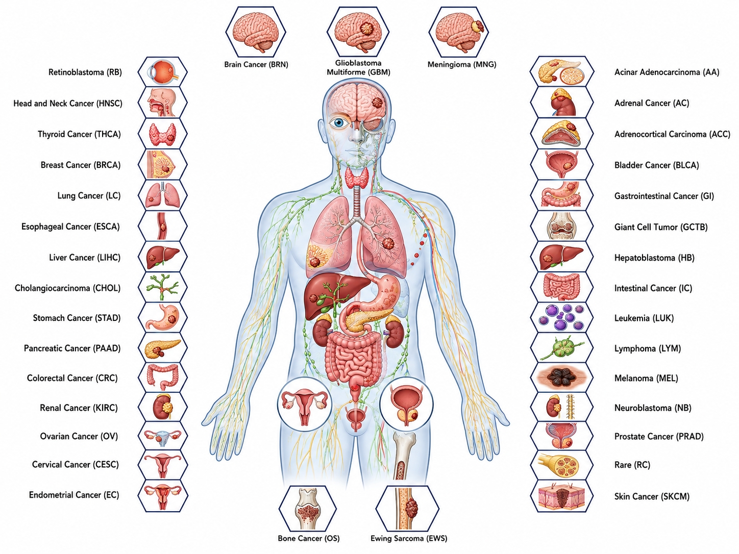 Cancer Type Overview